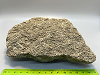 limestone slab covered with small disks of crinoid stem column fragments